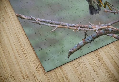 Flying Frog  Chris Seager puzzle