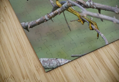 Green Heron  Chris Seager puzzle