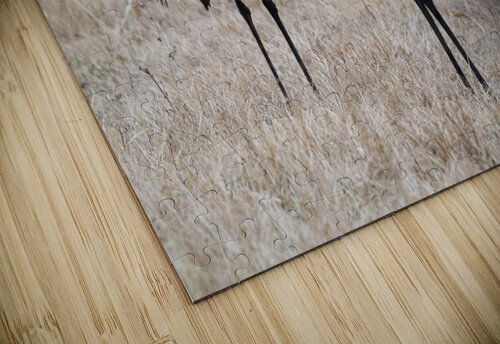 Sandhill Cranes 1 Chris Seager puzzle