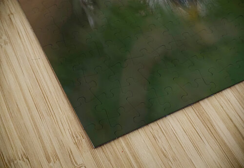 Owl Eyes  Chris Seager puzzle