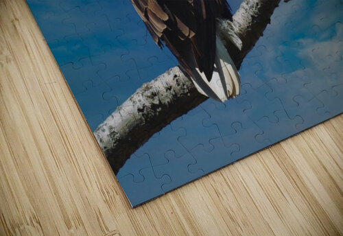 Bald Eagle  Chris Seager puzzle