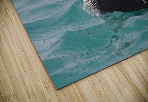 Pacific Loon 2  Chris Seager puzzle