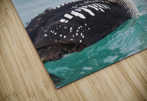 Pacific Loon 1 Chris Seager puzzle