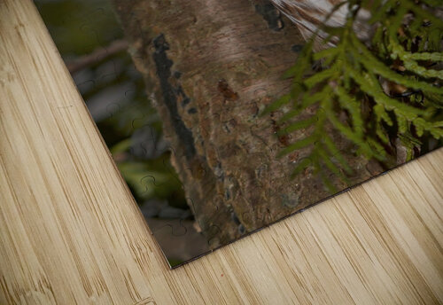 saw-whet Chris Seager puzzle