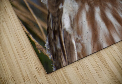 Saw-whet portrait Chris Seager puzzle