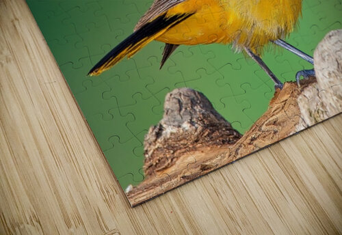 Baltimore Oriole portrait Chris Seager puzzle