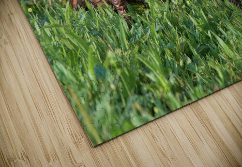 American Minks Chris Seager puzzle