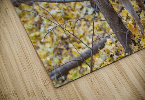 Buck in Rut Chris Seager puzzle