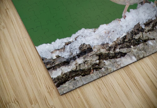 Northern Cardinal Chris Seager puzzle