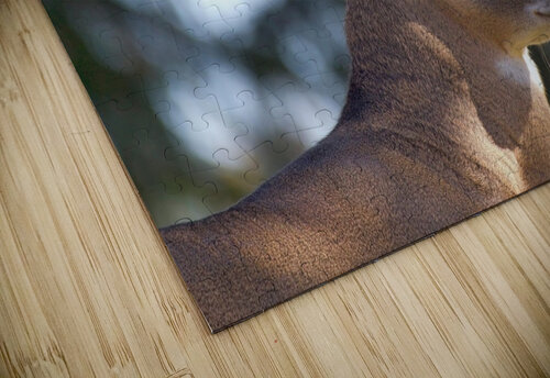 Buck Portrait Chris Seager puzzle
