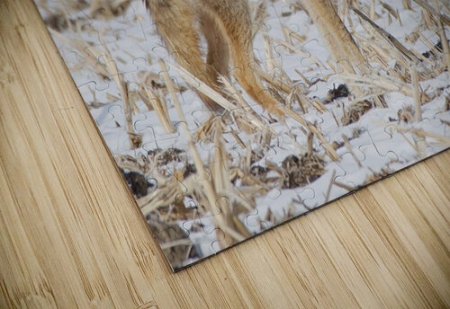 Coyote Chris Seager puzzle