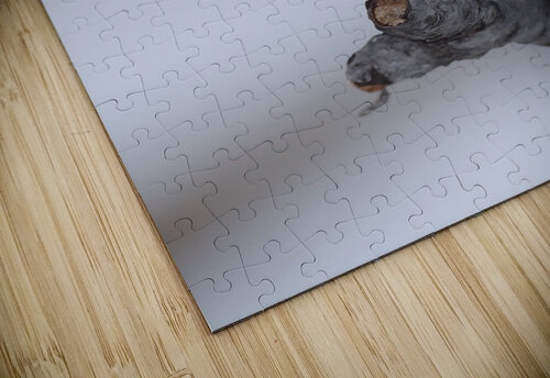 Dark eyed Junco Chris Seager puzzle