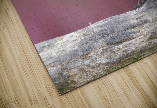 Nuthatch Chris Seager puzzle
