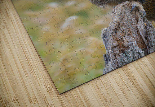 EagleOwl Chris Seager puzzle