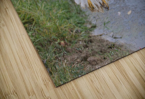 BaldEaglewingspan Chris Seager puzzle