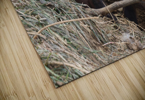 Fox Kits Chris Seager puzzle