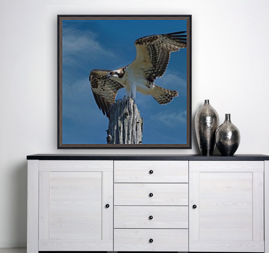 Osprey Wings  Reproduction