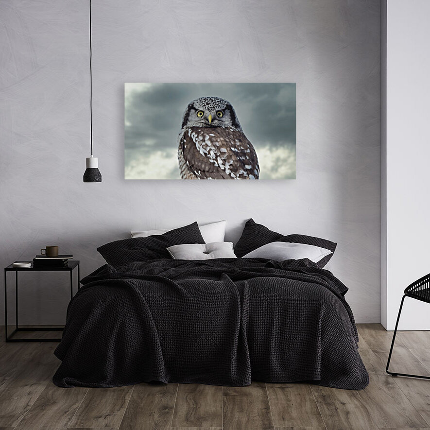 Hawk Owl Storm 2 Reproduction