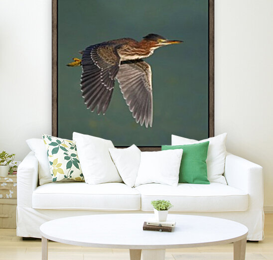 Green Heron Flight Reproduction