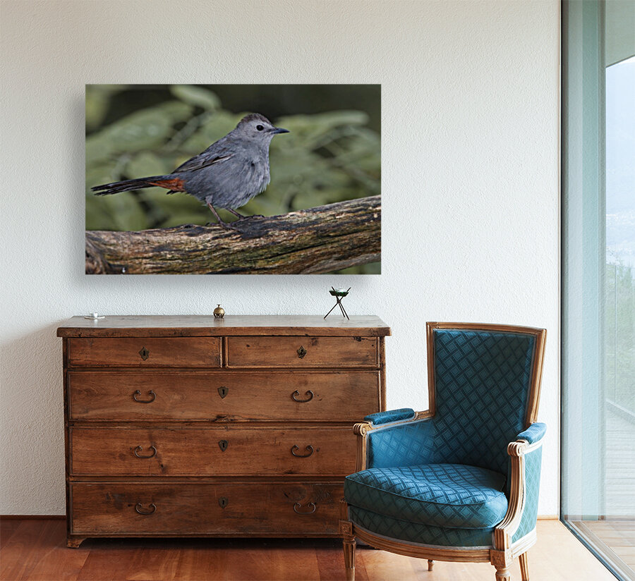Catbird Reproduction