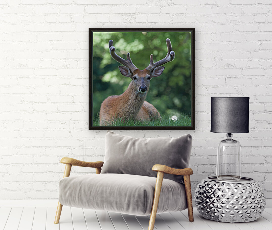 Velvet Buck Reproduction