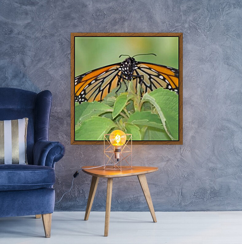 Monarch Reproduction