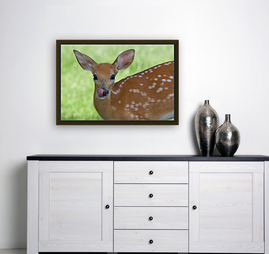 Bambi Reproduction