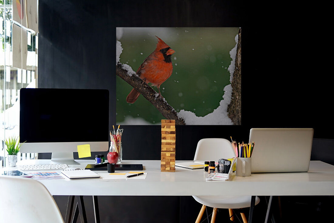 Northern cardinal  Reproduction