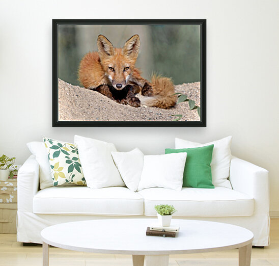 Red Fox Reproduction
