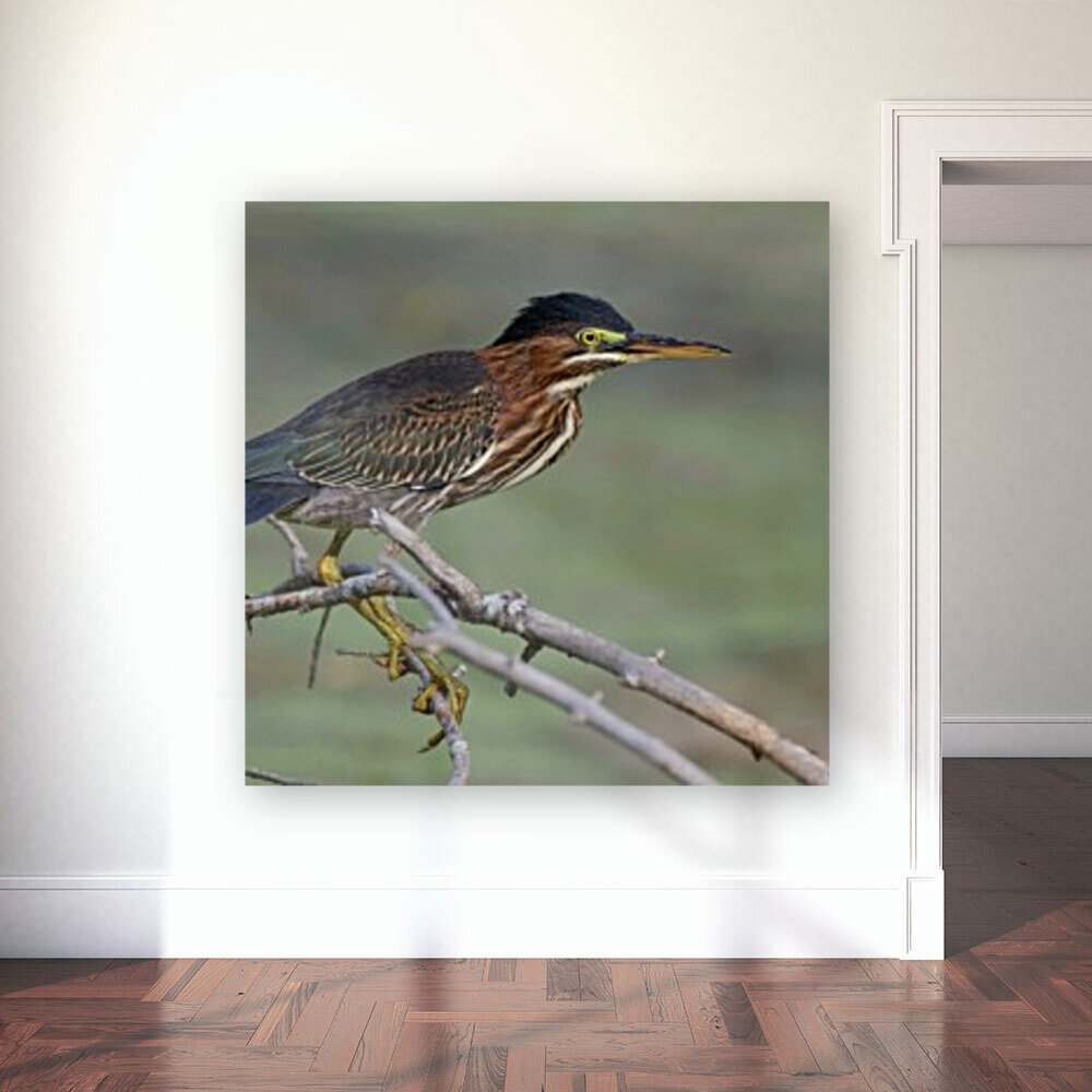 Green Heron  Reproduction