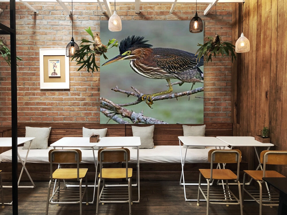 Green Heron Reproduction