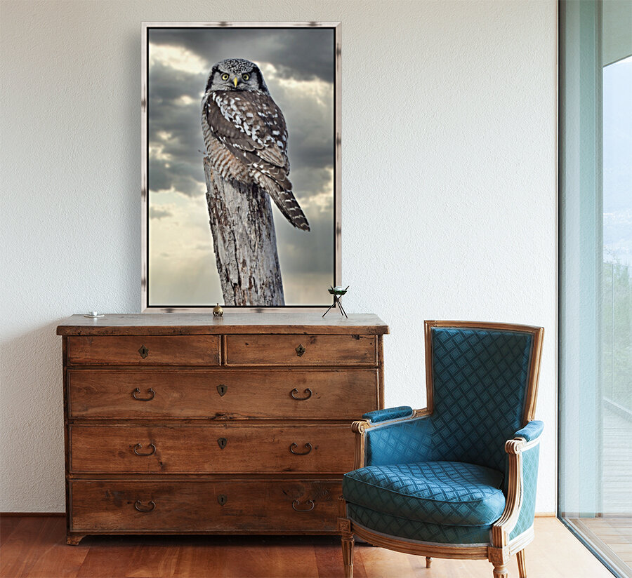 Hawk Owl Storm Reproduction