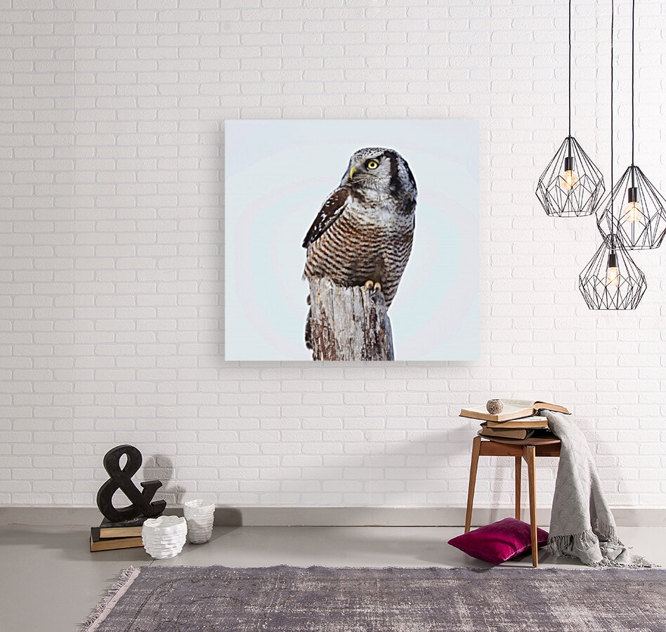 Hawk Owl Post Reproduction