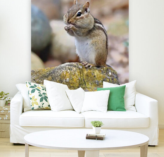 Eastern Chipmunk  Reproduction