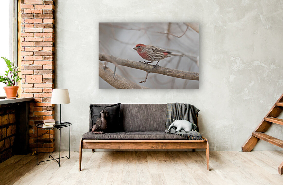 Finch  Reproduction