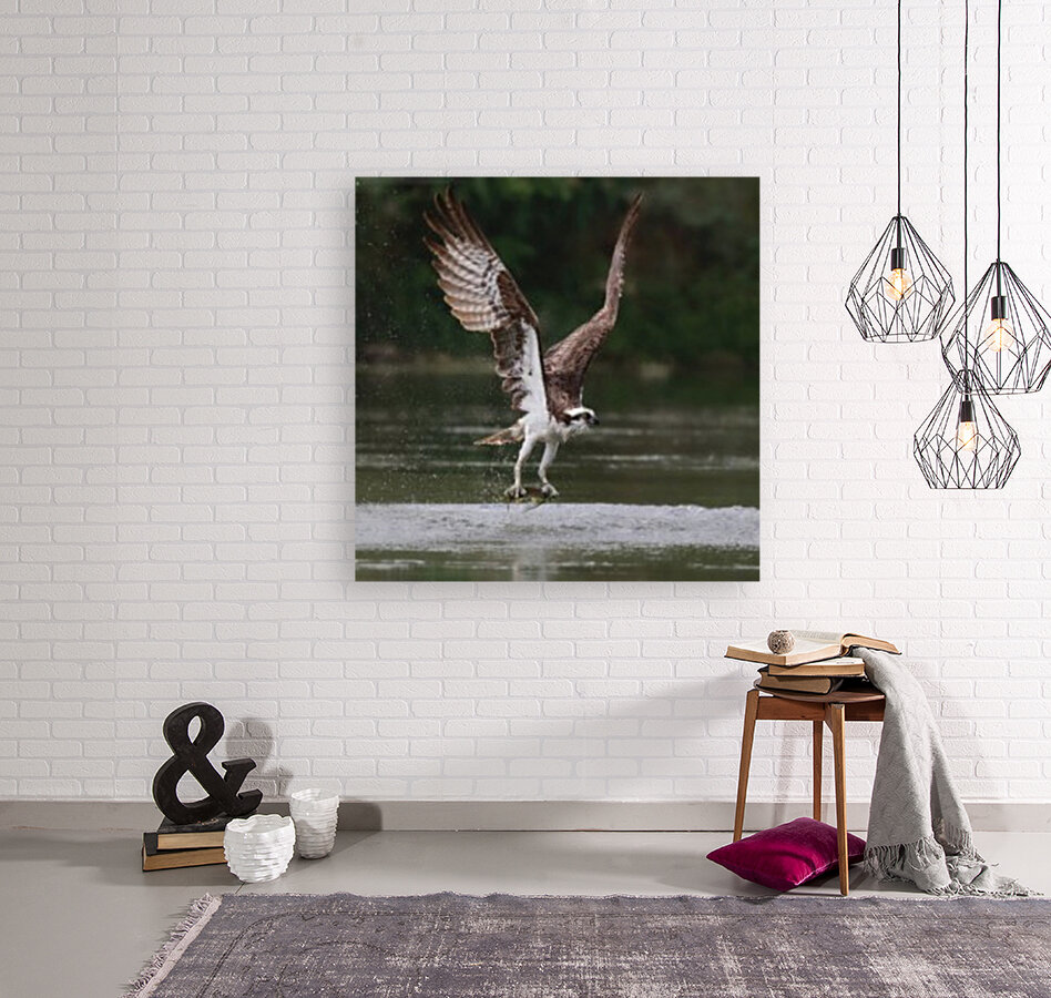 Osprey with fish Reproduction