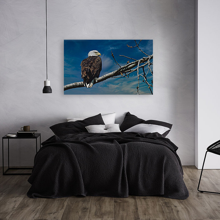 Bald Eagle  Reproduction