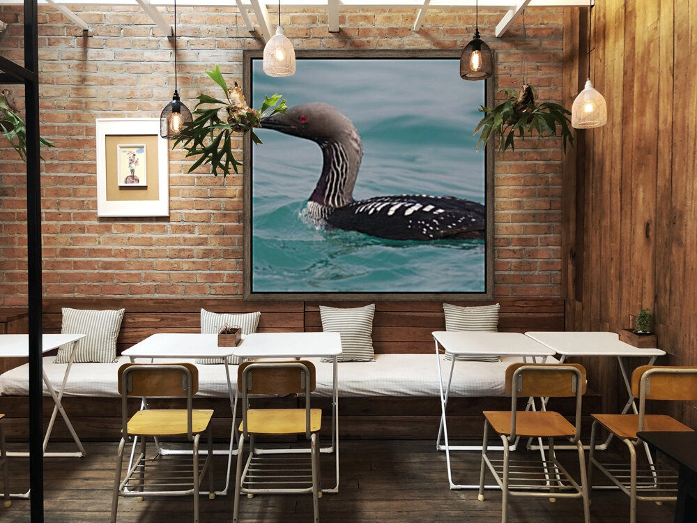 Pacific Loon 2  Reproduction