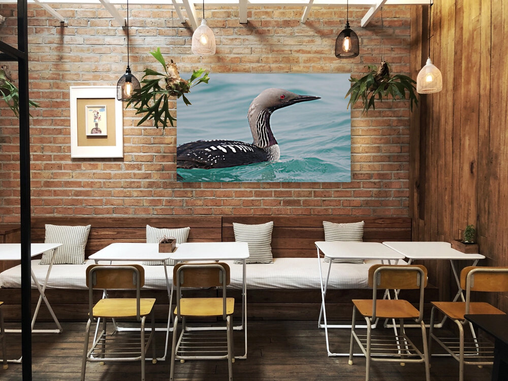 Pacific Loon 1 Reproduction