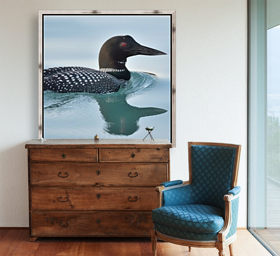 Common Loon 2 Reproduction