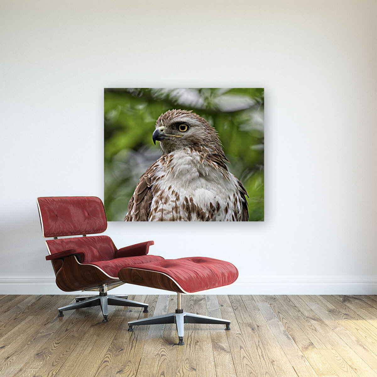 Red Tail  Reproduction