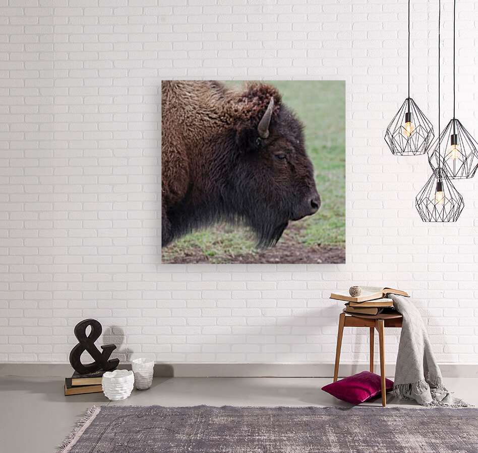 Bison profile Reproduction