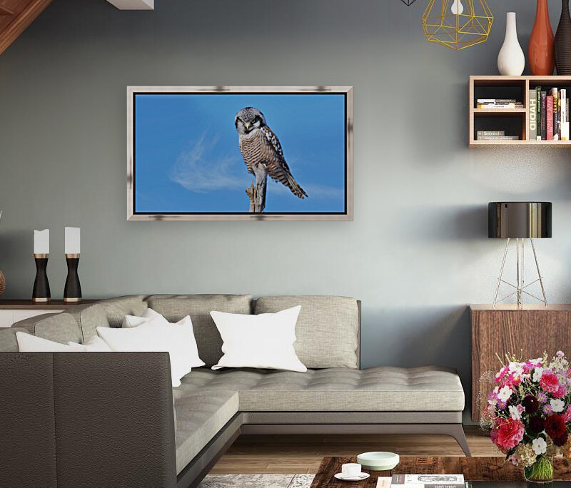 Hawk Owl Reproduction
