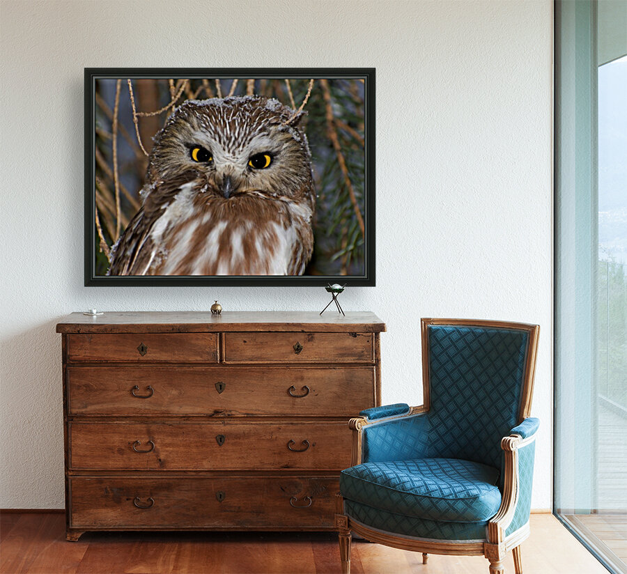 Saw-whet portrait Reproduction