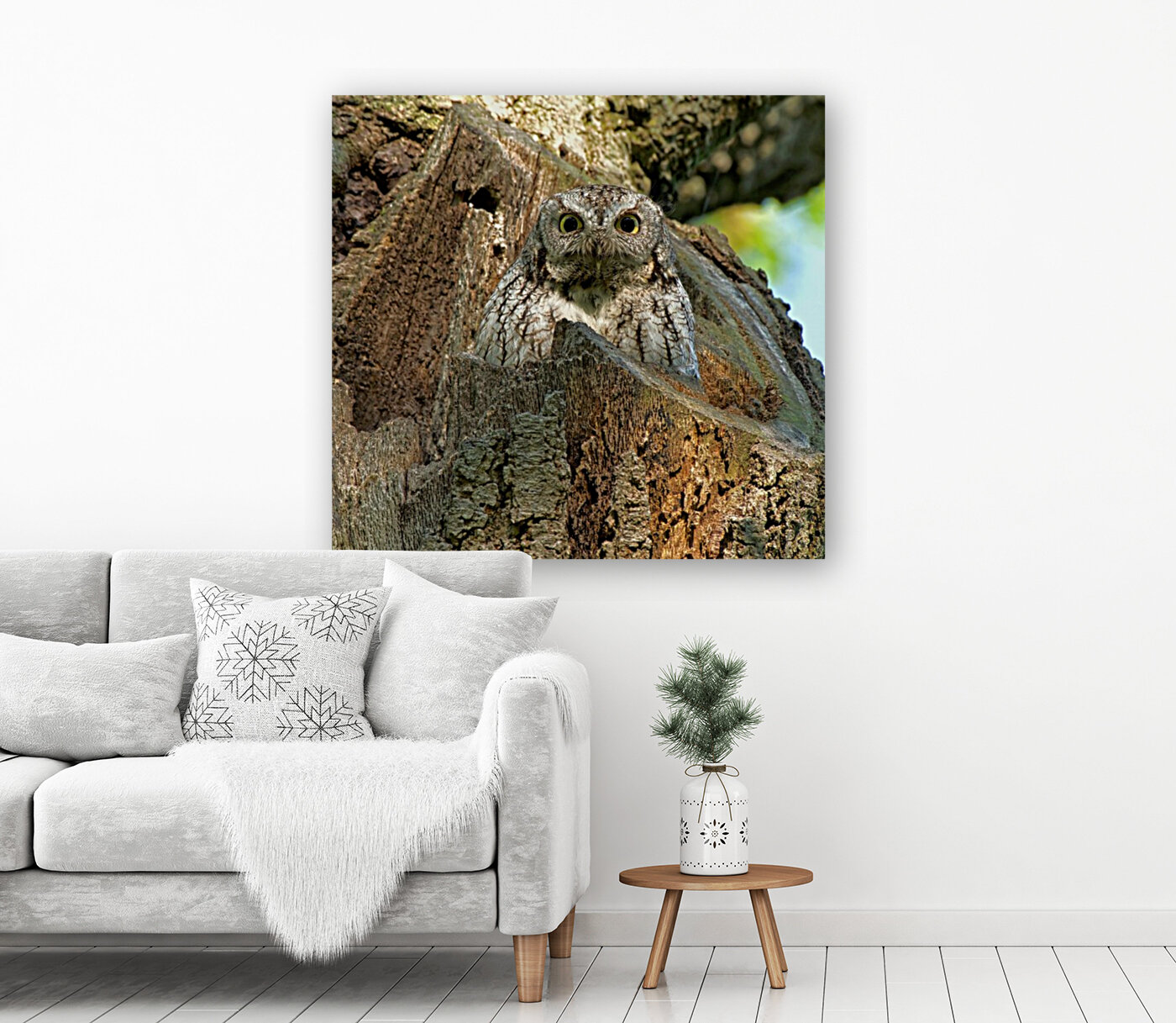 Screech Owl Reproduction
