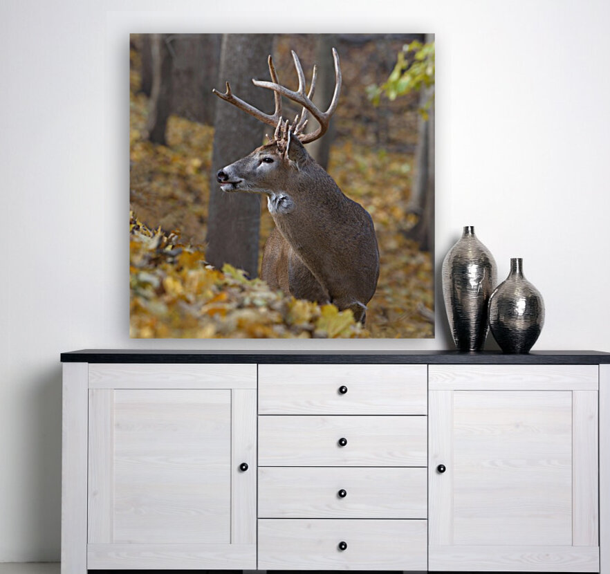 The King 1 Reproduction