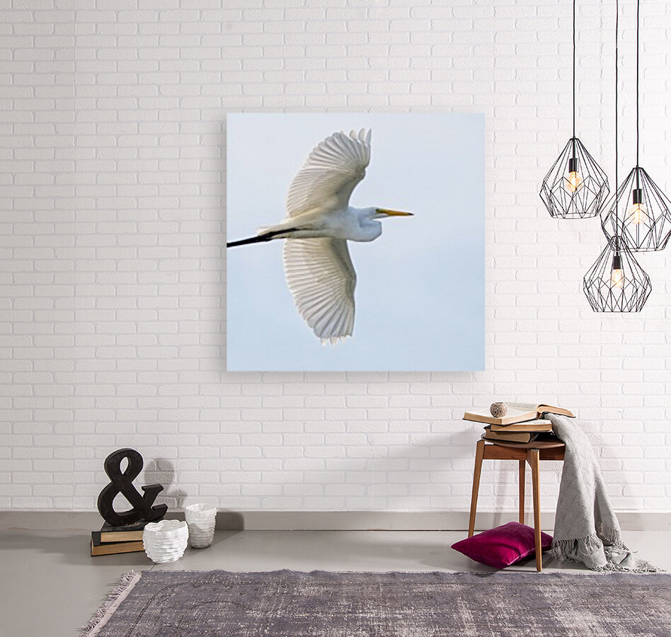 Great Egret Reproduction