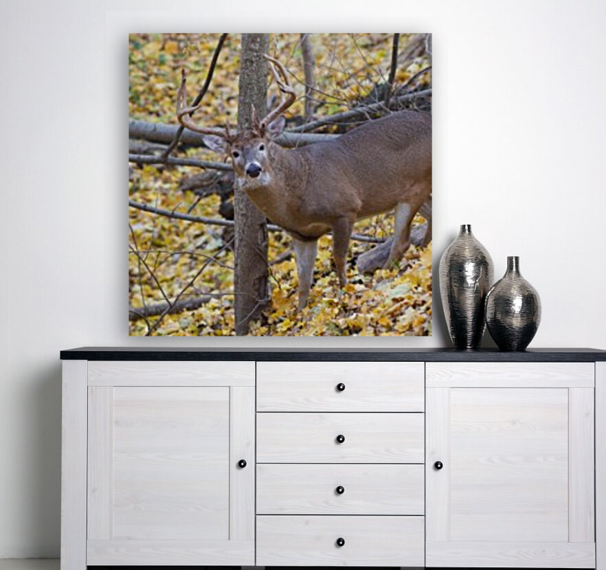 Buck in Rut Reproduction