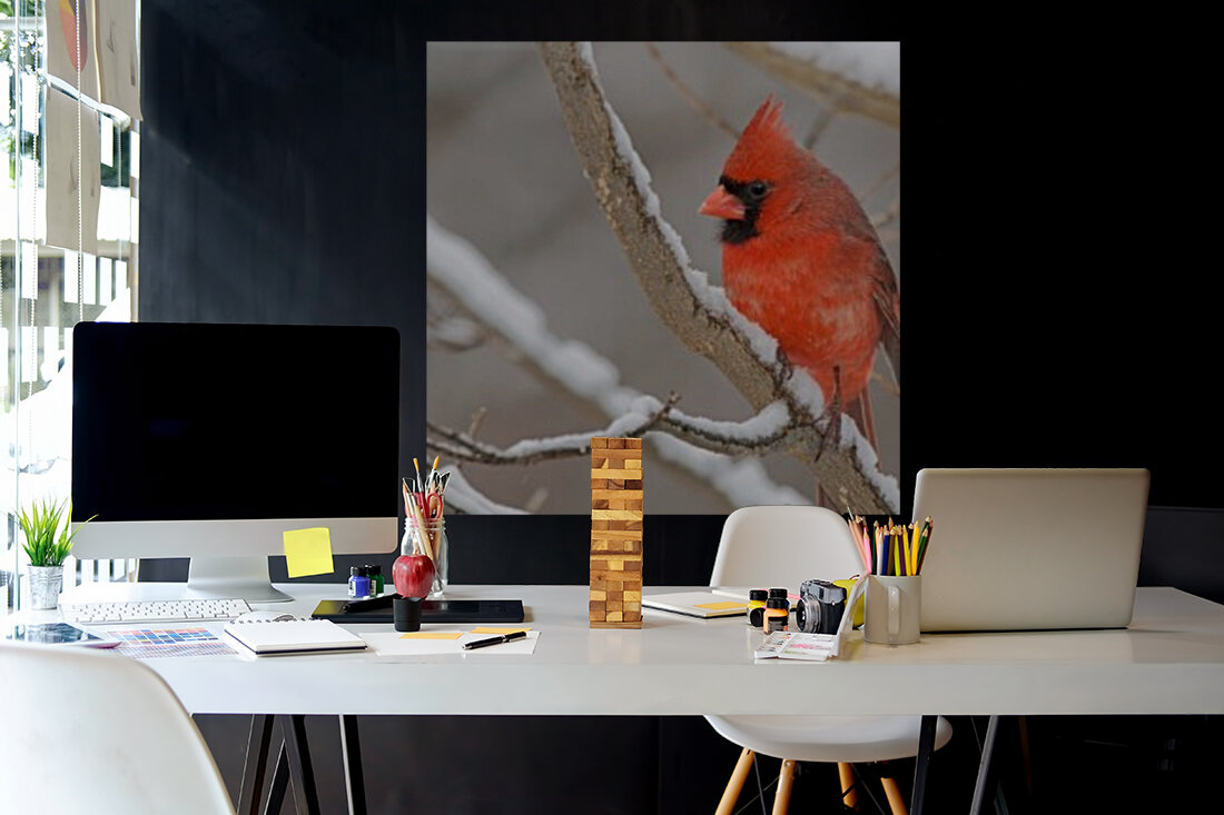 Cardinal in Snow Reproduction