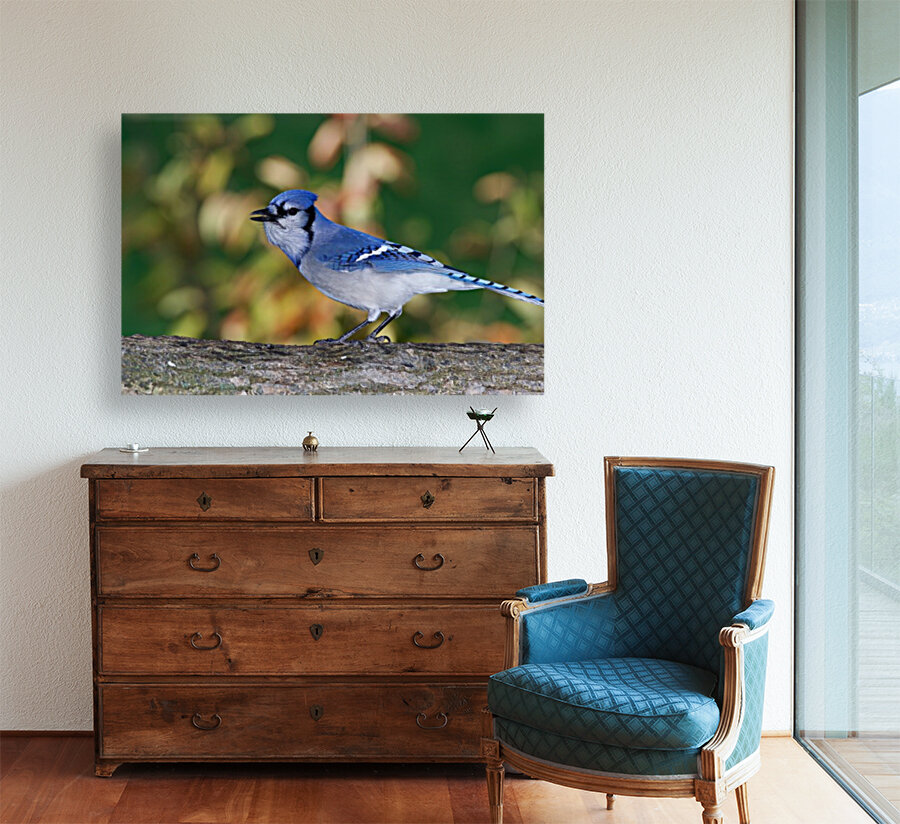 Blue Jay Reproduction